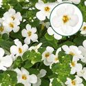 Bild von Bacopa P12 White